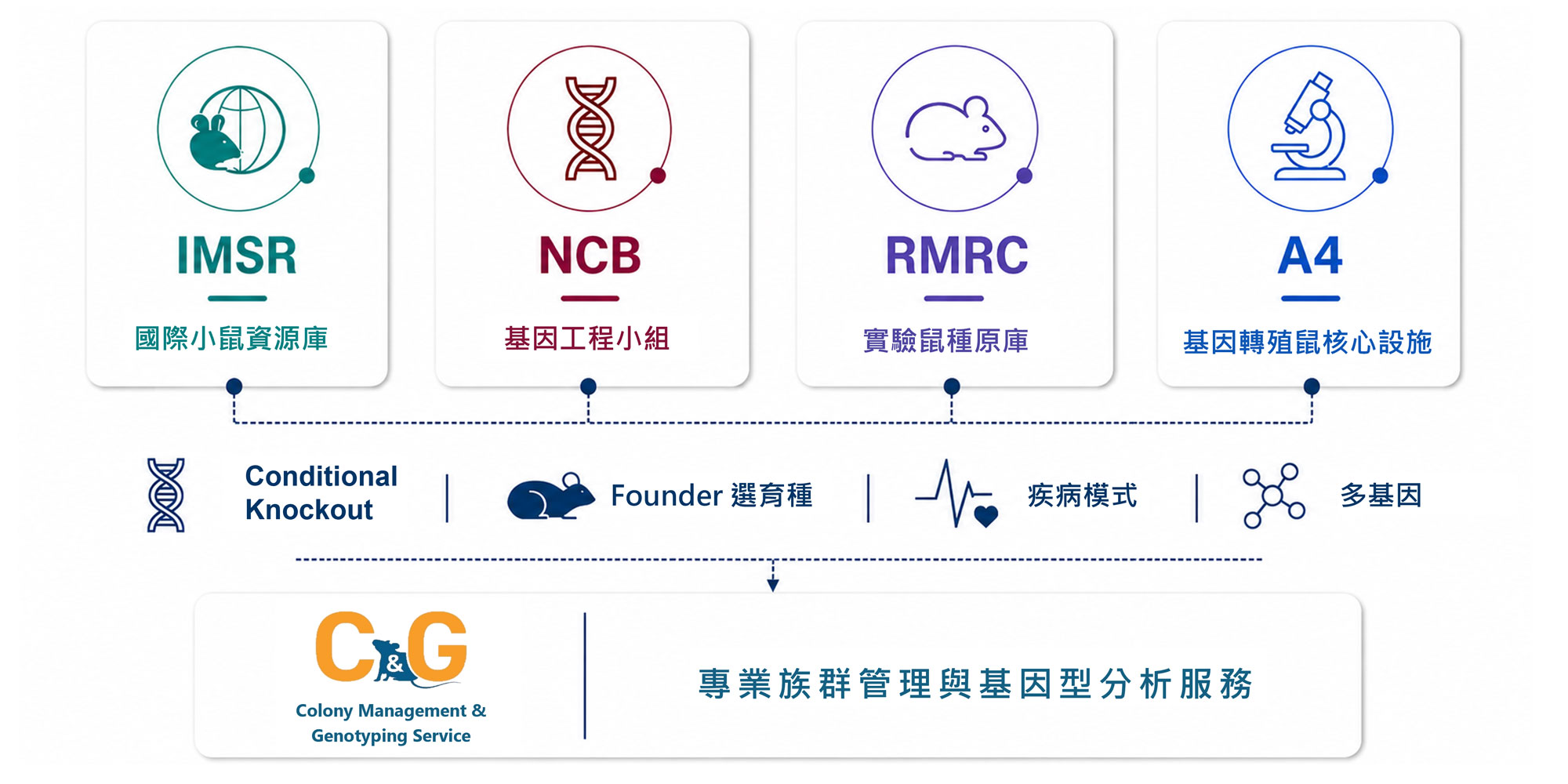 IMSR國際小鼠資源庫、NCB基因工程、RMRC實驗鼠種原庫、A4基因轉殖鼠核心設施、專業族群管理與基因型分析服務